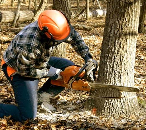 Tree Removal in Gold Run, CA